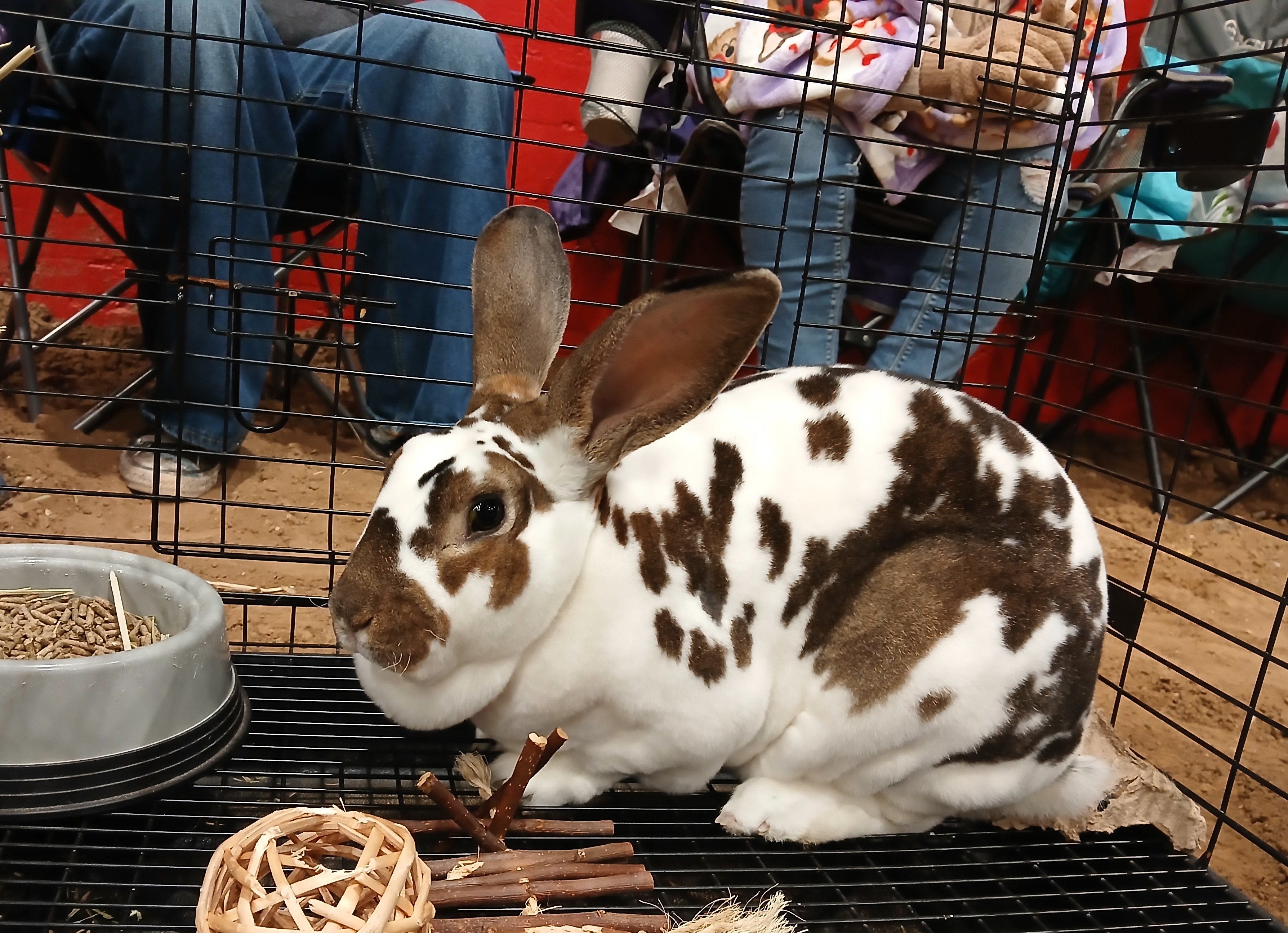 A rabbit in a cage at a Rabbit Show